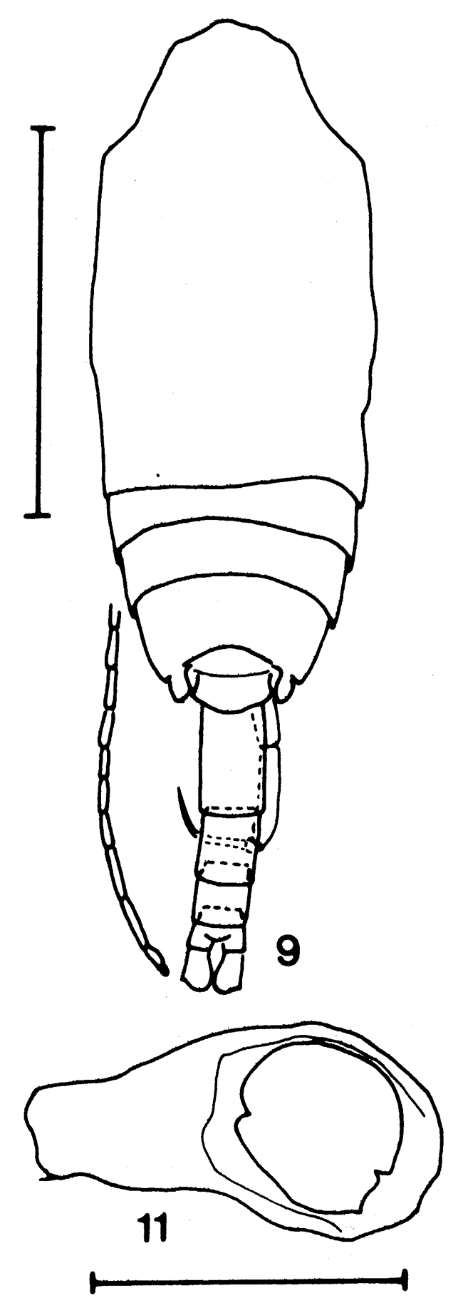 Species Drepanopus pectinatus - Plate 6 of morphological figures