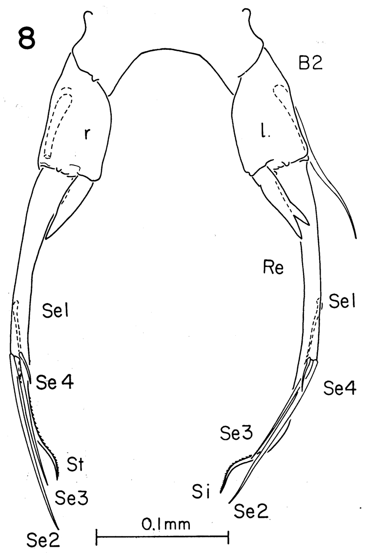 Espèce Pontellina plumata - Planche 22 de figures morphologiques