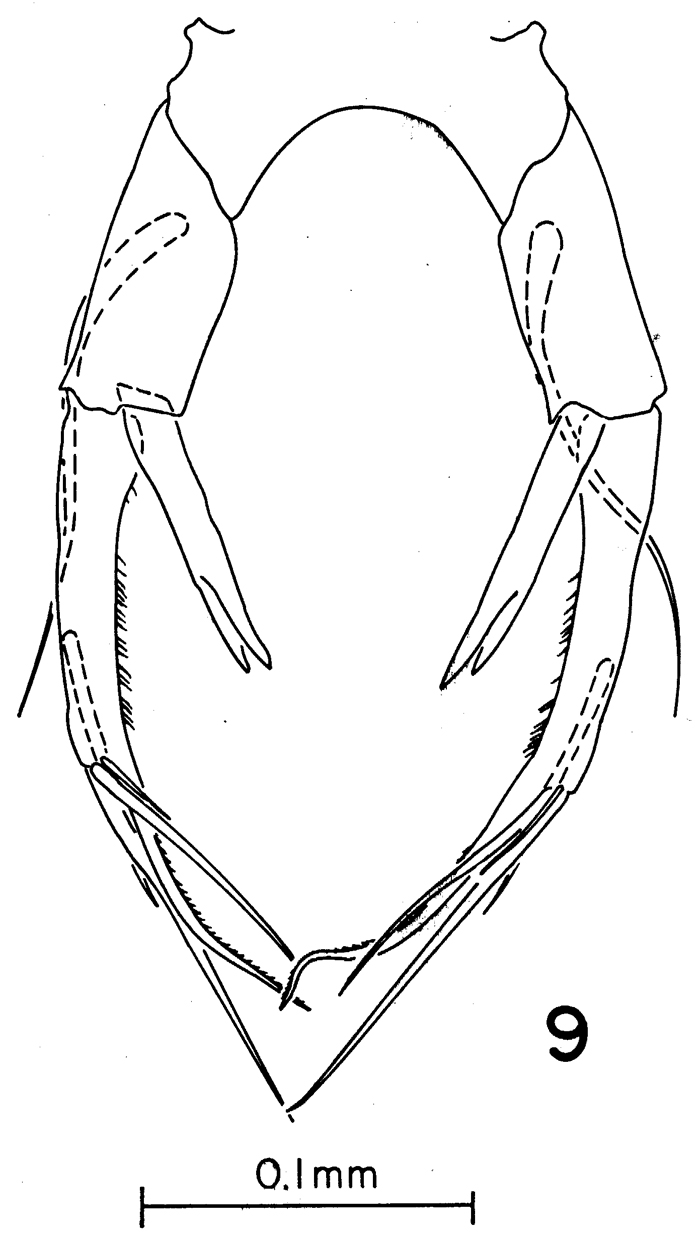Species Pontellina sobrina - Plate 5 of morphological figures