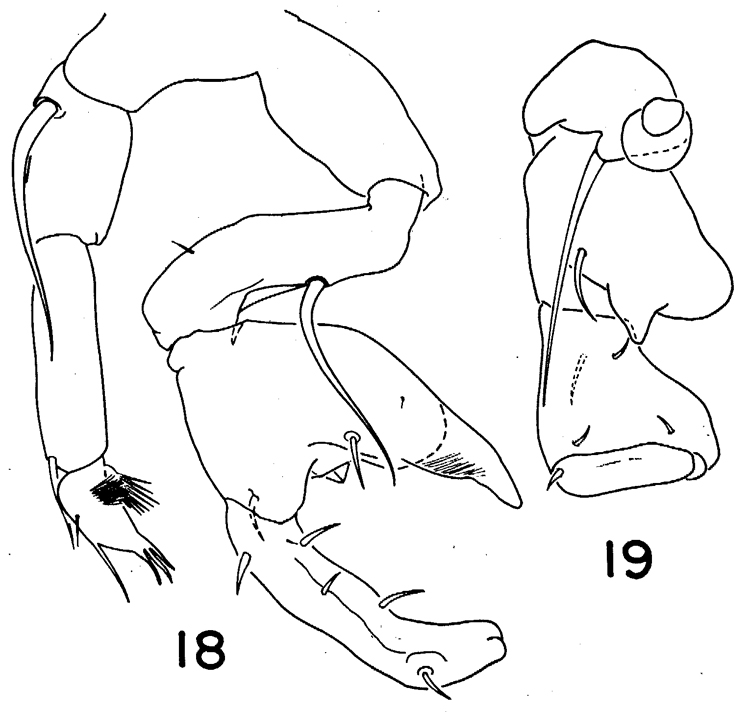 Espce Pontellina platychela - Planche 5 de figures morphologiques