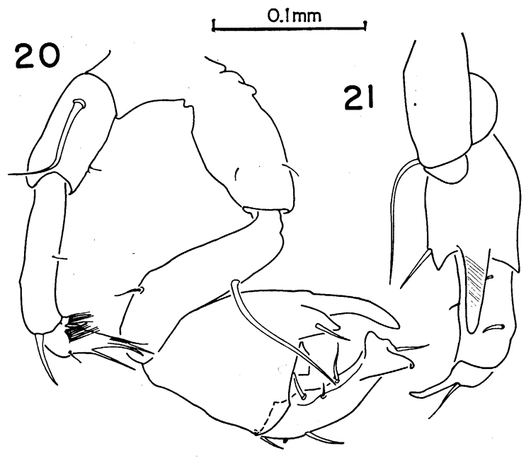 Espce Pontellina morii - Planche 7 de figures morphologiques