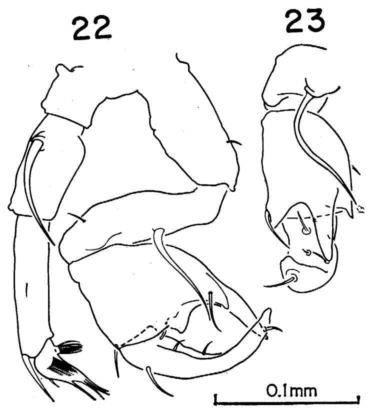 Species Pontellina sobrina - Plate 6 of morphological figures