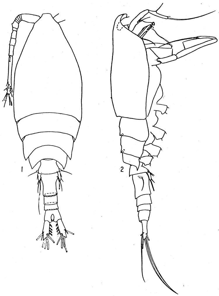 Espèce Hyalopontius typicus - Planche 1 de figures morphologiques