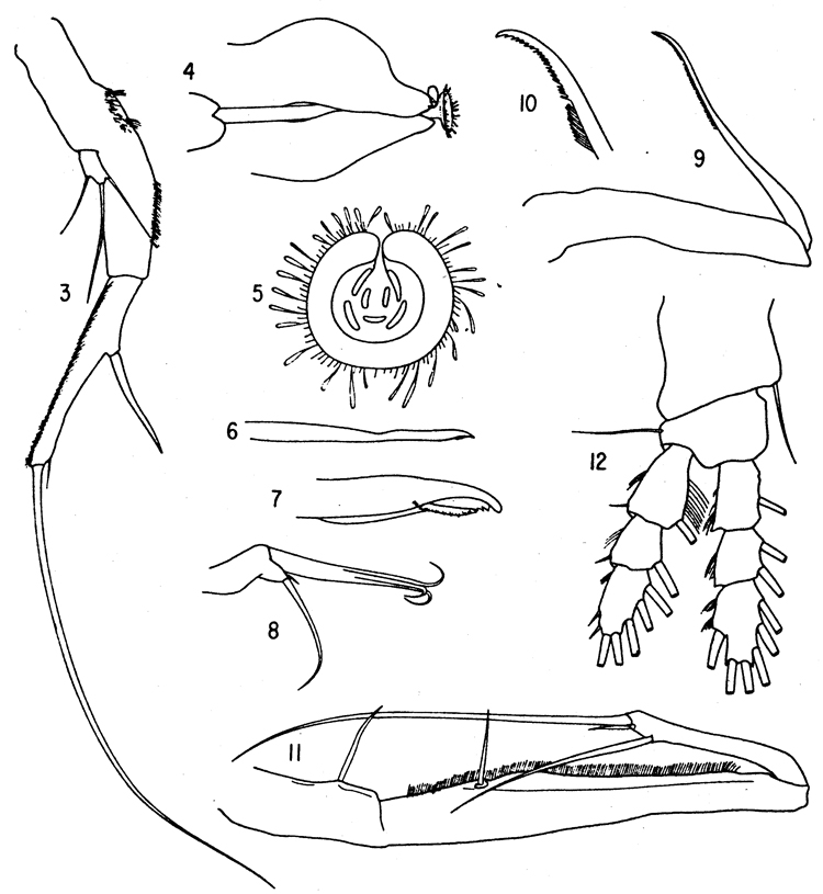 Espèce Hyalopontius typicus - Planche 2 de figures morphologiques