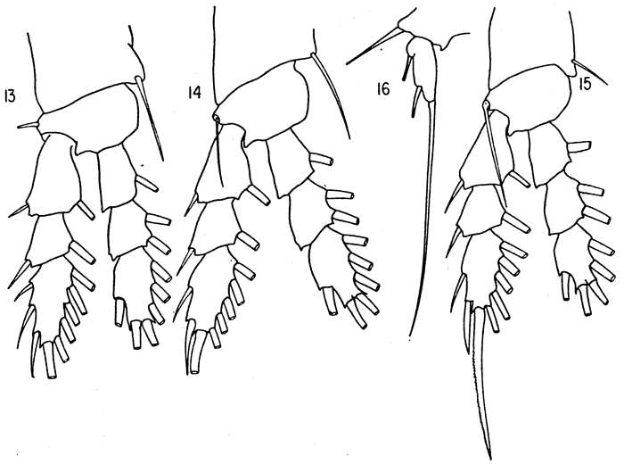 Espèce Hyalopontius typicus - Planche 3 de figures morphologiques
