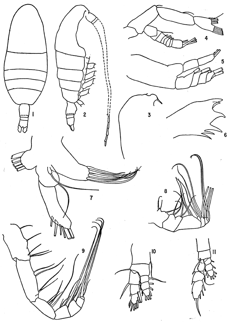 Espce Euaugaptilus mixtus - Planche 4 de figures morphologiques