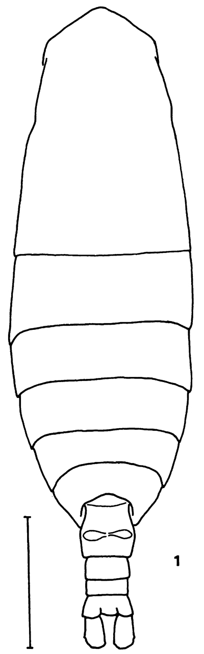 Espce Calanus sinicus - Planche 2 de figures morphologiques