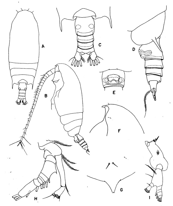 Espèce Gaetanus tenuispinus - Planche 1 de figures morphologiques