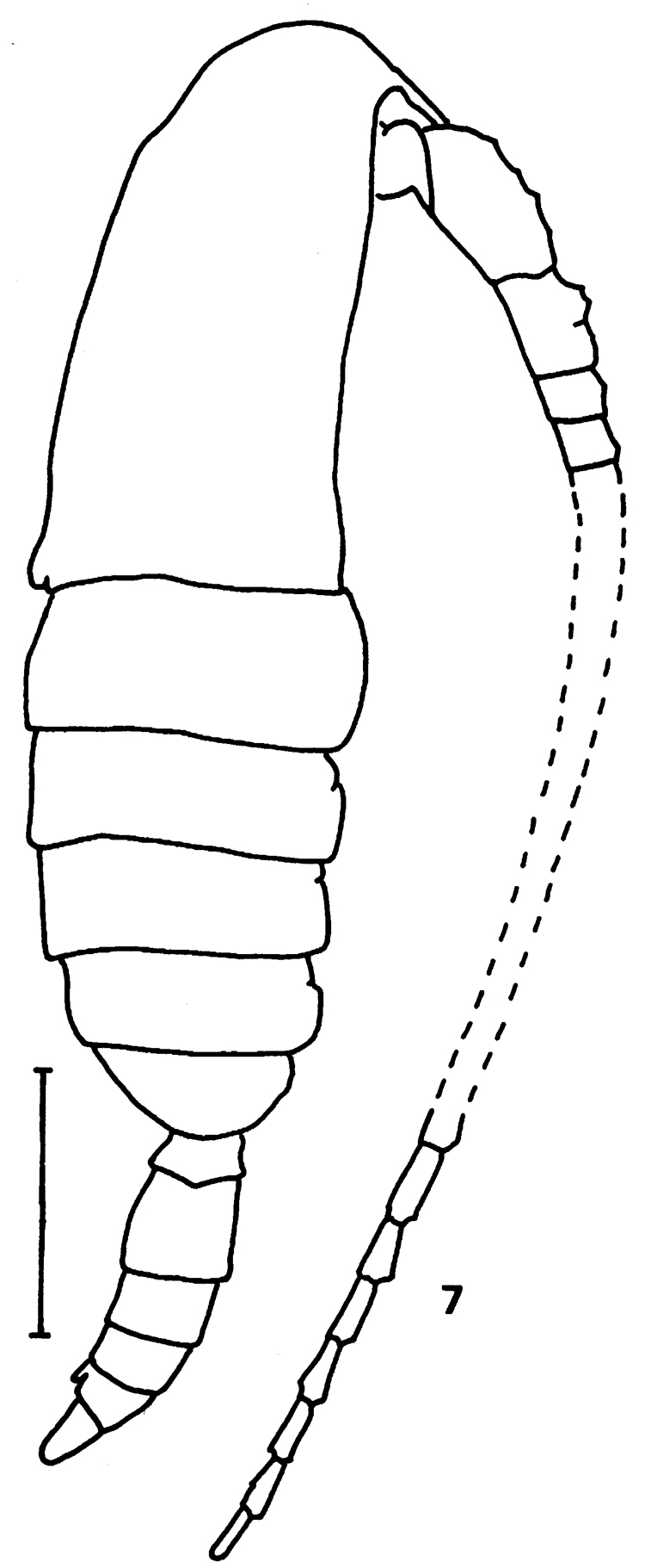 Espce Calanus sinicus - Planche 8 de figures morphologiques