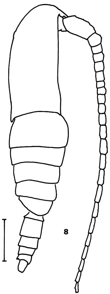Species Calanus jashnovi - Plate 7 of morphological figures