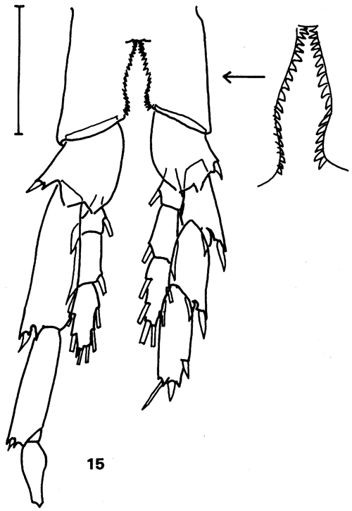 Espce Calanus sinicus - Planche 9 de figures morphologiques