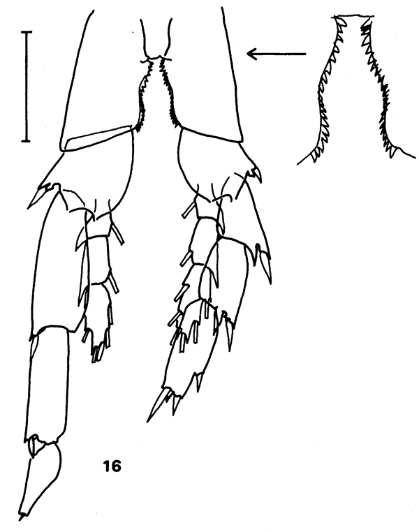 Species Calanus jashnovi - Plate 8 of morphological figures