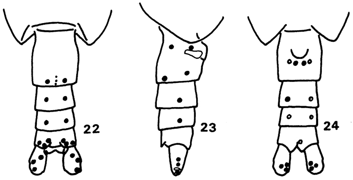 Espce Calanus sinicus - Planche 6 de figures morphologiques