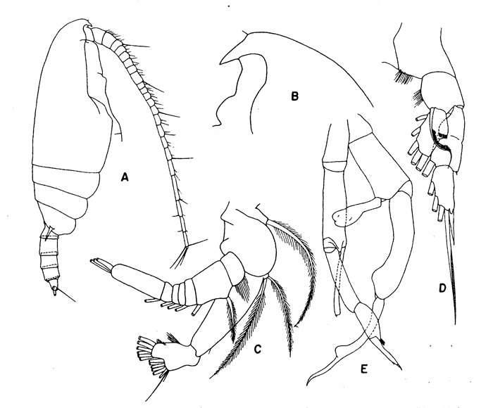 Espèce Gaetanus tenuispinus - Planche 3 de figures morphologiques
