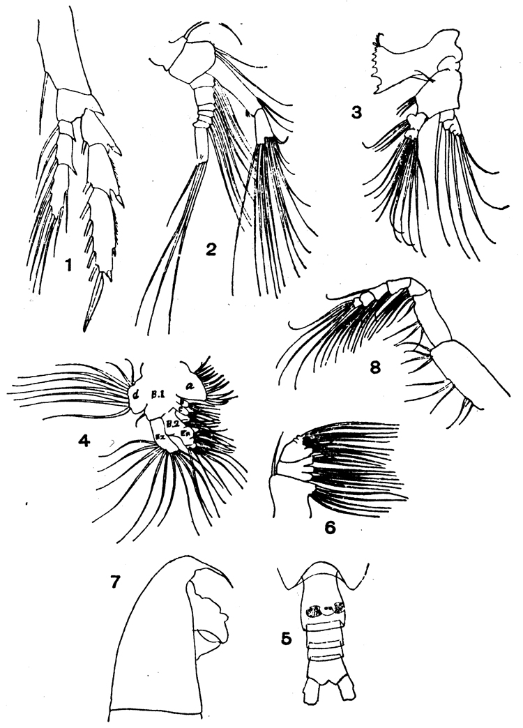 Espce Calanus sinicus - Planche 13 de figures morphologiques