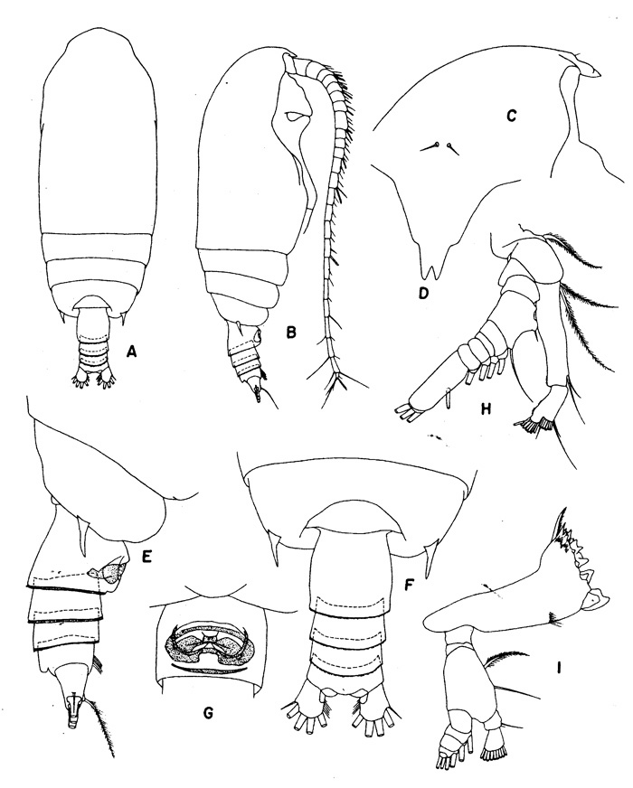 Species Gaetanus brevispinus - Plate 1 of morphological figures