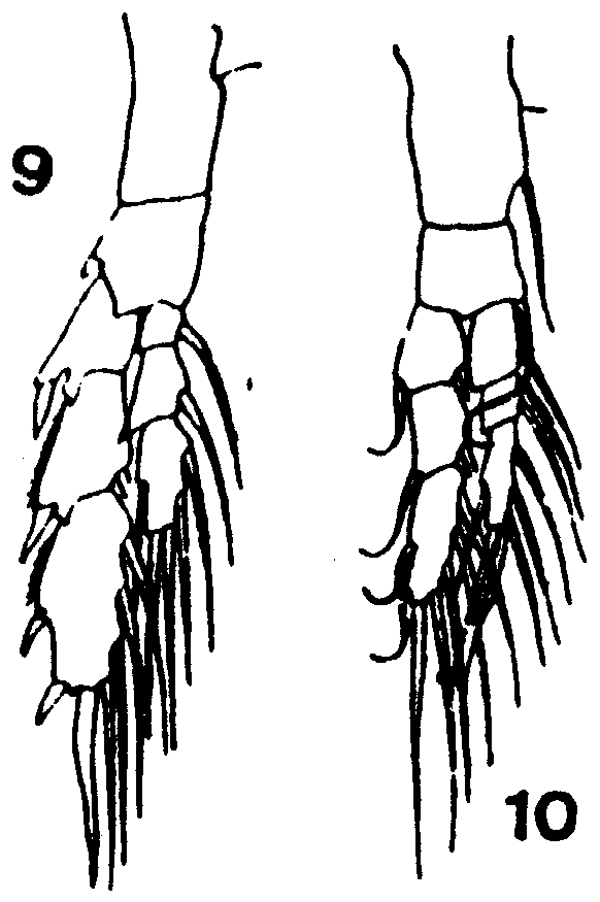 Espce Mesocalanus tenuicornis - Planche 7 de figures morphologiques