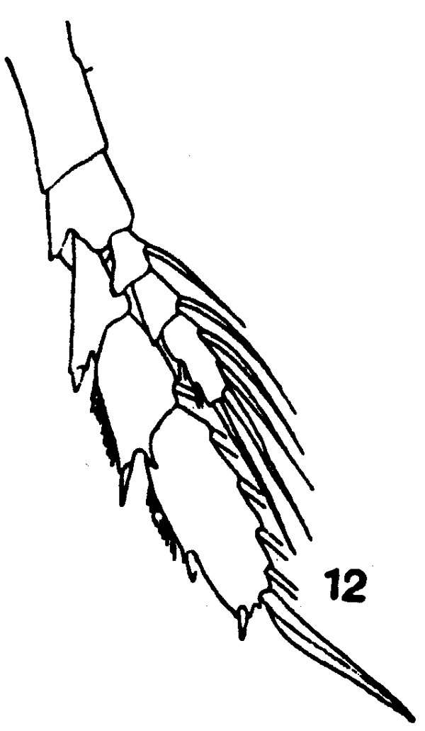 Espèce Neocalanus gracilis - Planche 11 de figures morphologiques
