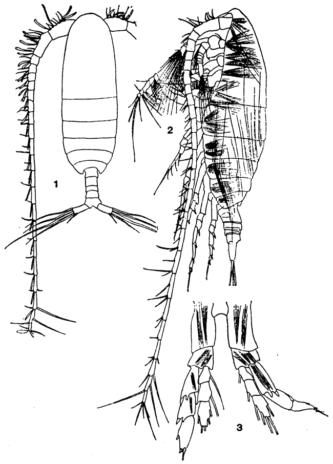 Species Mesocalanus tenuicornis - Plate 8 of morphological figures