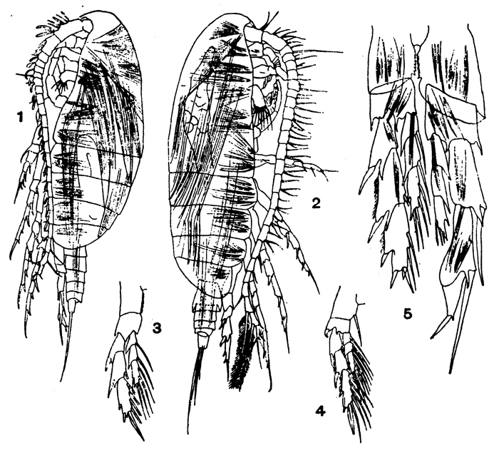 Espèce Nannocalanus minor - Planche 13 de figures morphologiques