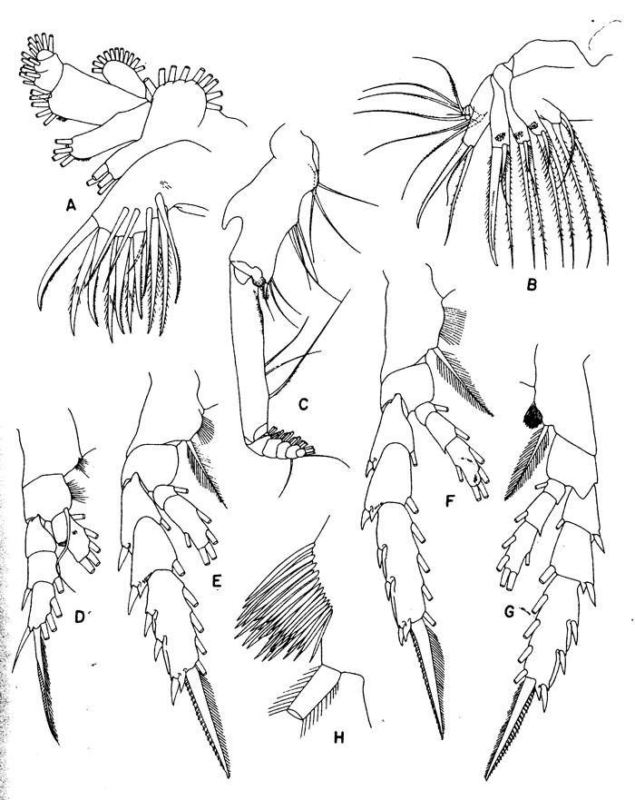 Species Gaetanus brevispinus - Plate 2 of morphological figures
