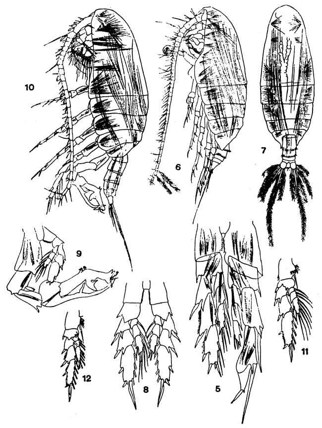 Species Cosmocalanus darwini - Plate 8 of morphological figures