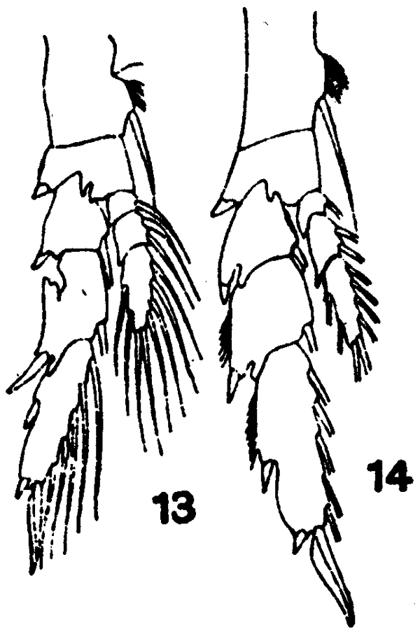 Espèce Undinula vulgaris - Planche 12 de figures morphologiques