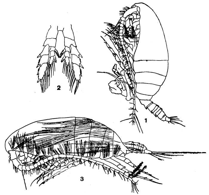 Species Undinula vulgaris - Plate 11 of morphological figures