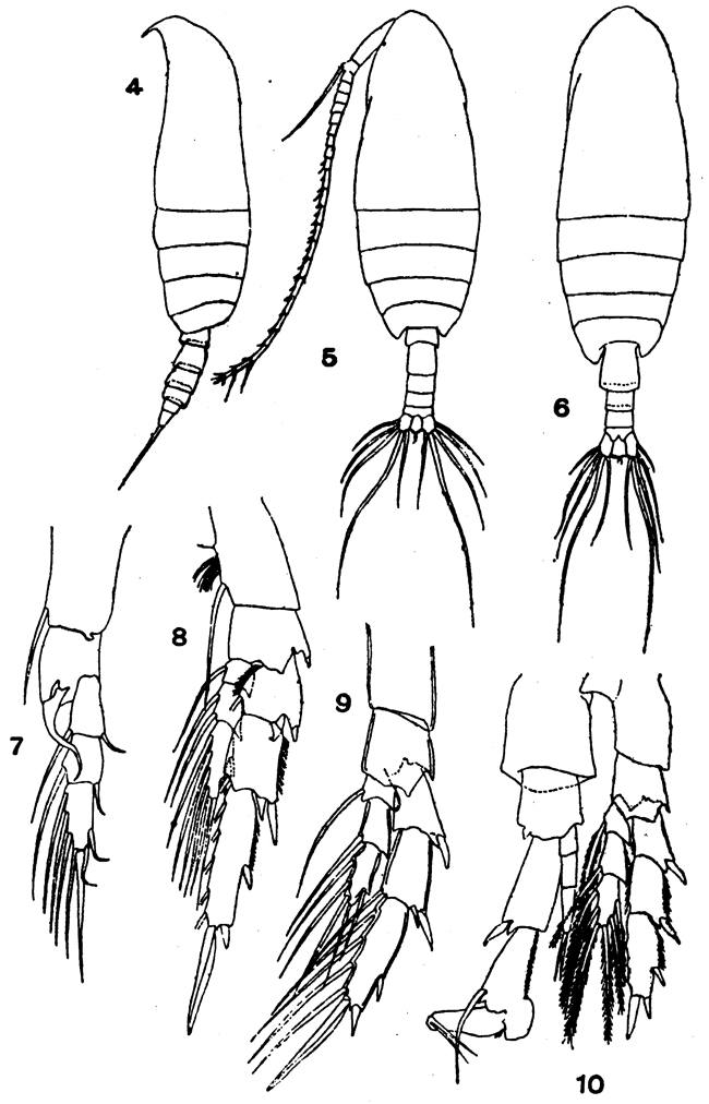 Species Canthocalanus pauper - Plate 5 of morphological figures