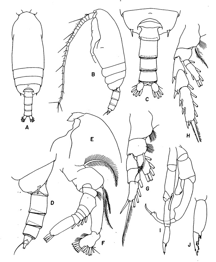 Species Gaetanus brevispinus - Plate 3 of morphological figures