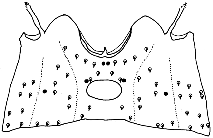Espce Pontellina morii - Planche 11 de figures morphologiques