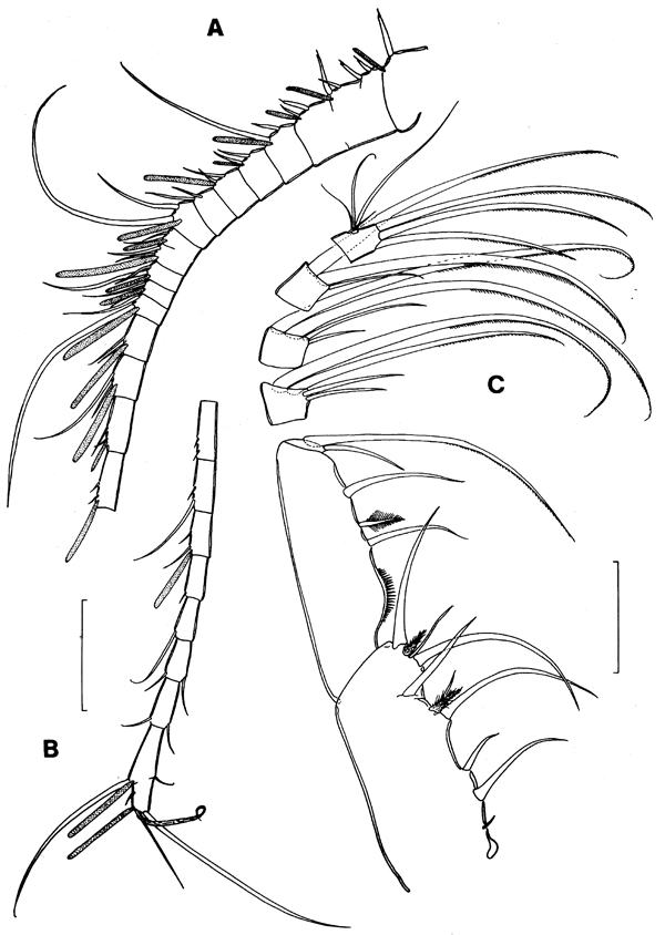 Espèce Iboyella cubensis - Planche 2 de figures morphologiques