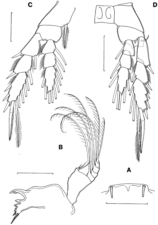 Espèce Iboyella cubensis - Planche 3 de figures morphologiques