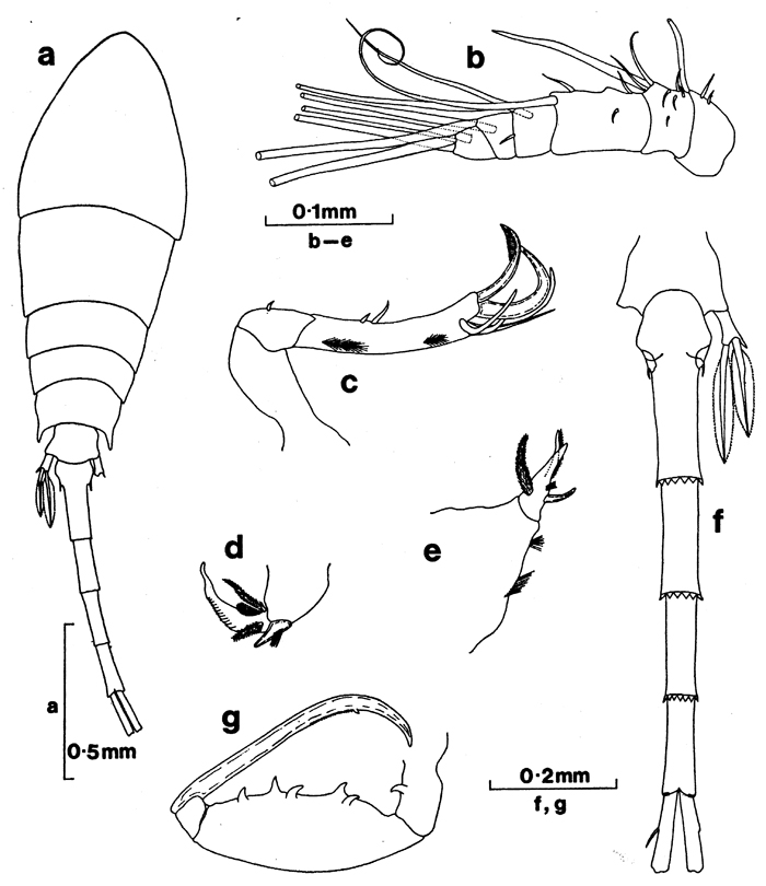 Species Lubbockia aculeata - Plate 4 of morphological figures