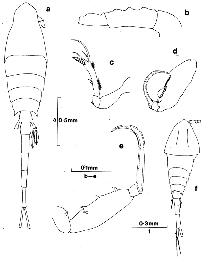 Espce Lubbockia aculeata - Planche 6 de figures morphologiques