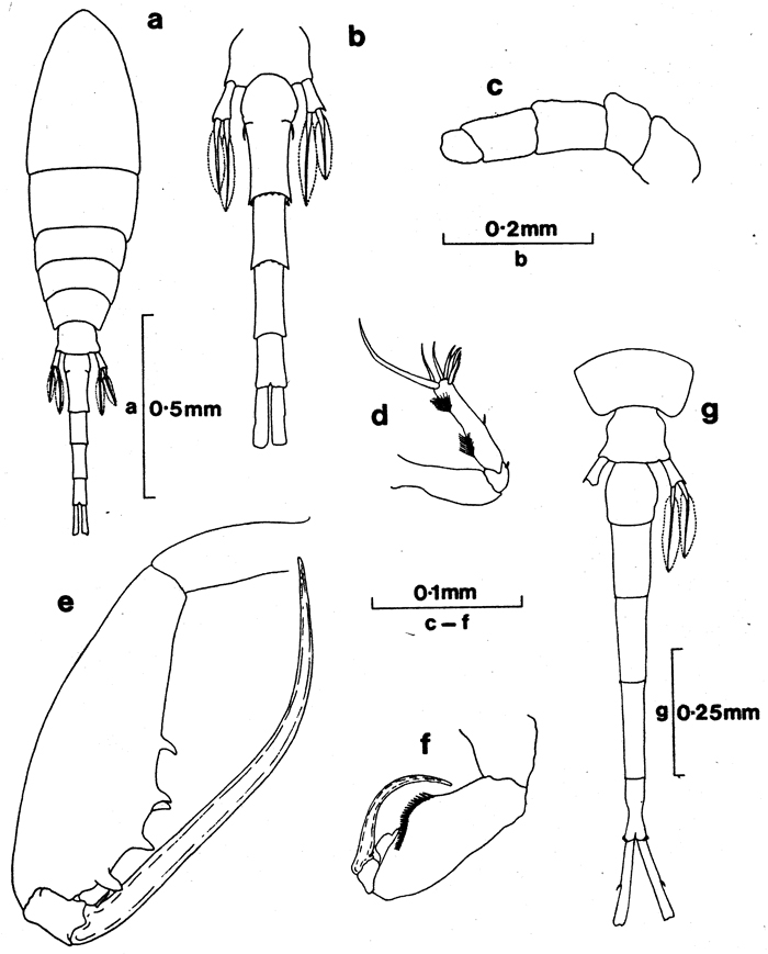 Espèce Lubbockia squillimana - Planche 2 de figures morphologiques