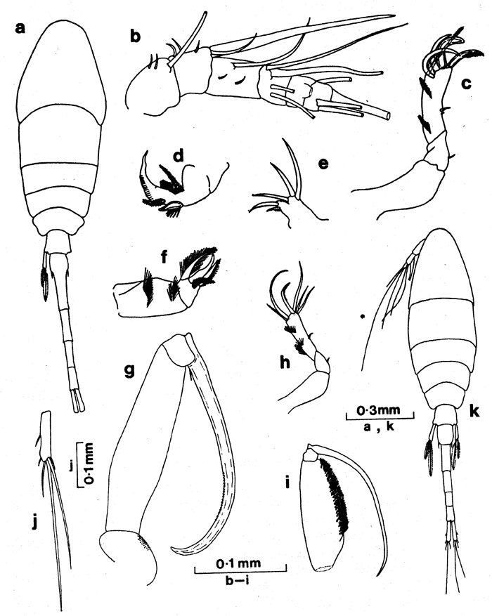 Espèce Lubbockia extenuata - Planche 1 de figures morphologiques