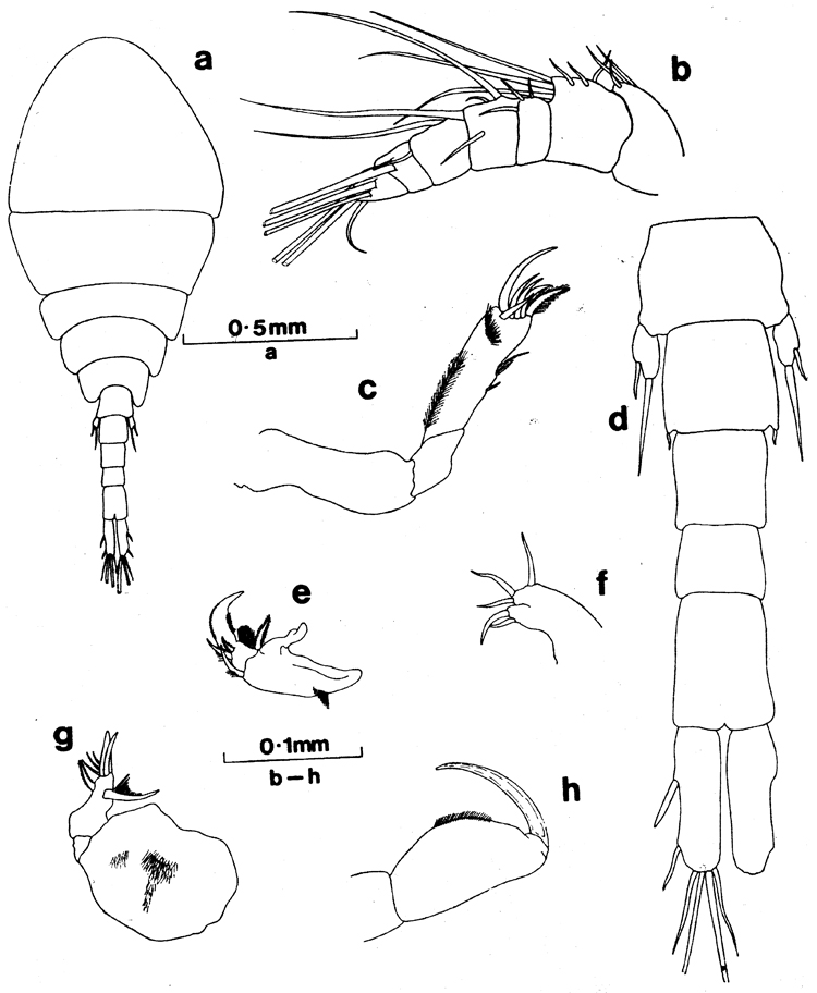 Espèce Homeognathia brevis - Planche 1 de figures morphologiques