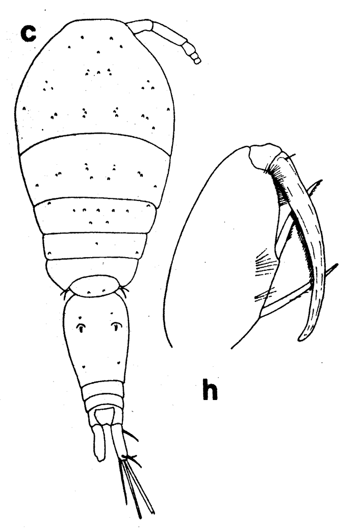 Espèce Oncaea venusta - Planche 16 de figures morphologiques