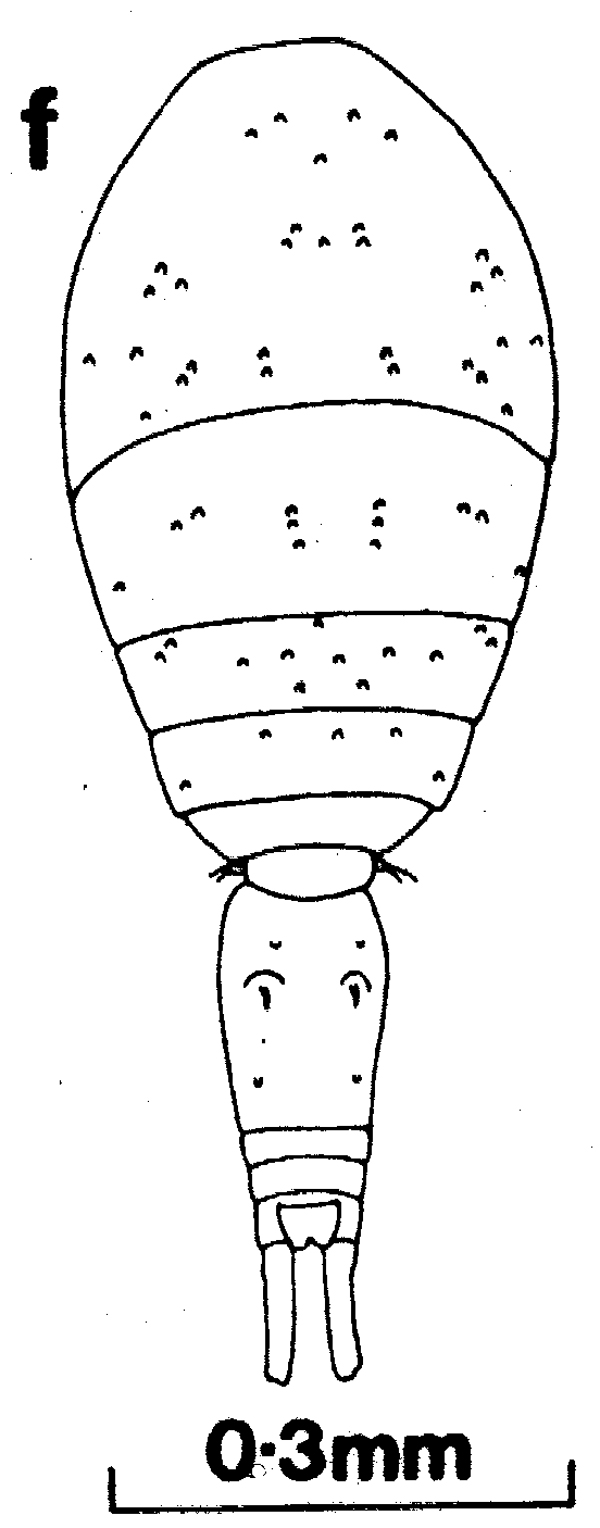 Species Oncaea venella - Plate 1 of morphological figures