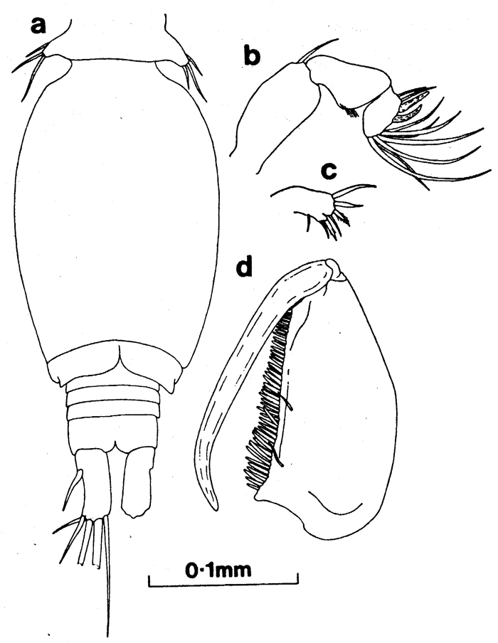 Espce Oncaea venusta - Planche 18 de figures morphologiques