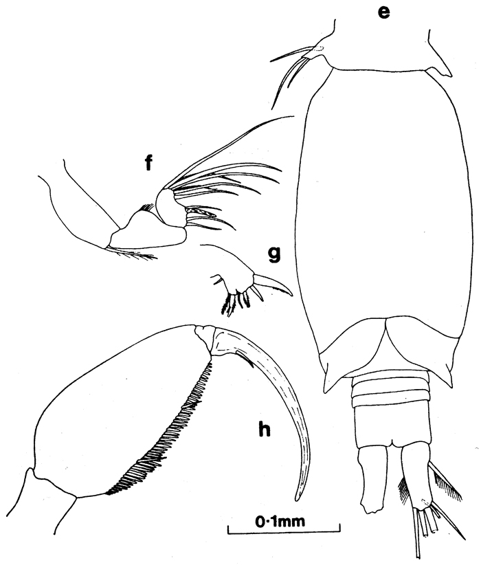 Species Oncaea mediterranea - Plate 8 of morphological figures