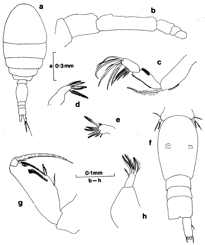 Espce Oncaea rotundata - Planche 1 de figures morphologiques