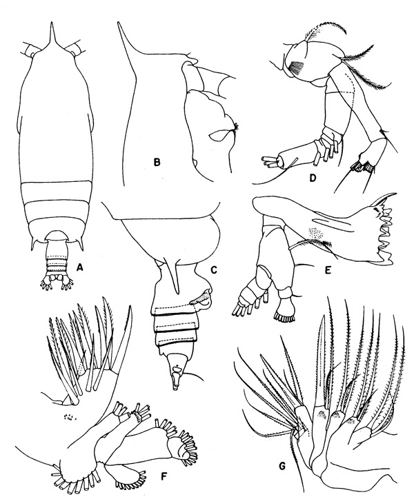 Species Gaetanus pileatus - Plate 2 of morphological figures