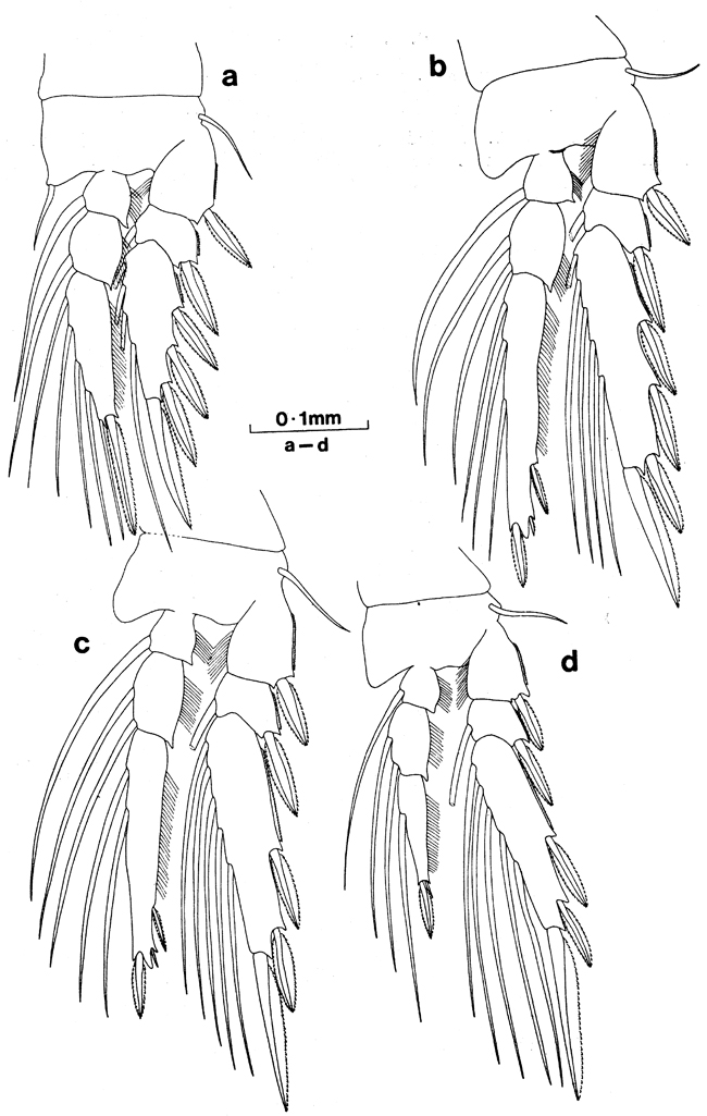 Espce Oncaea rotundata - Planche 2 de figures morphologiques