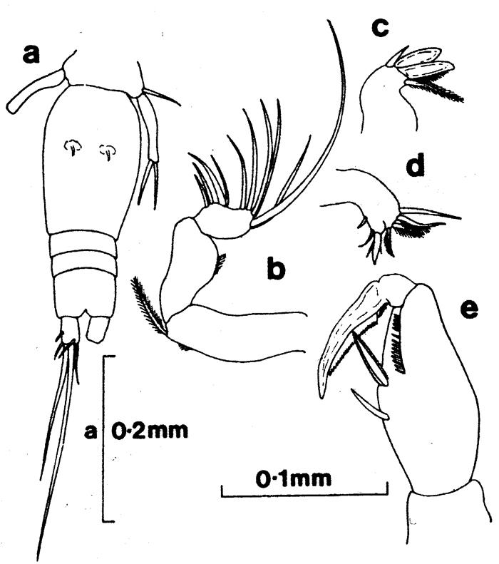 Espce Oncaea notopus - Planche 1 de figures morphologiques