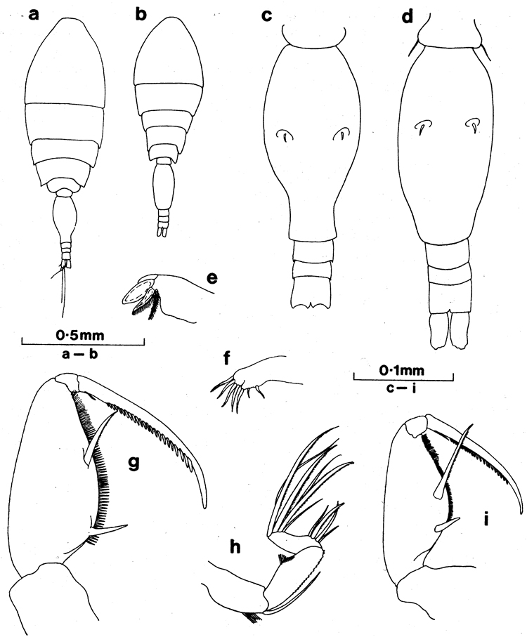 Espèce Oncaea ornata - Planche 2 de figures morphologiques