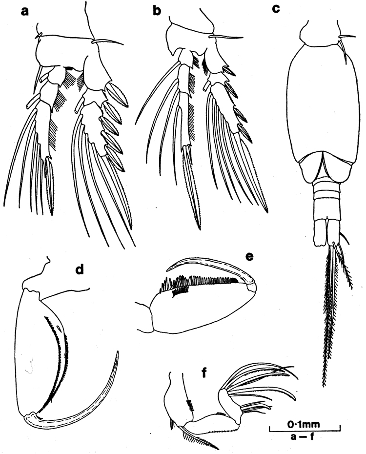 Espèce Oncaea ornata - Planche 4 de figures morphologiques