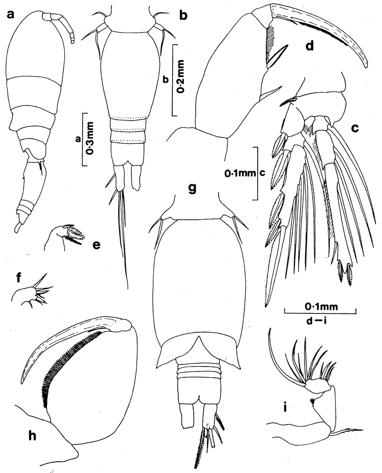 Espèce Triconia conifera - Planche 10 de figures morphologiques