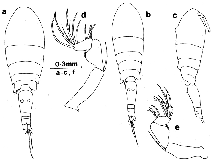 Espèce Triconia conifera - Planche 11 de figures morphologiques